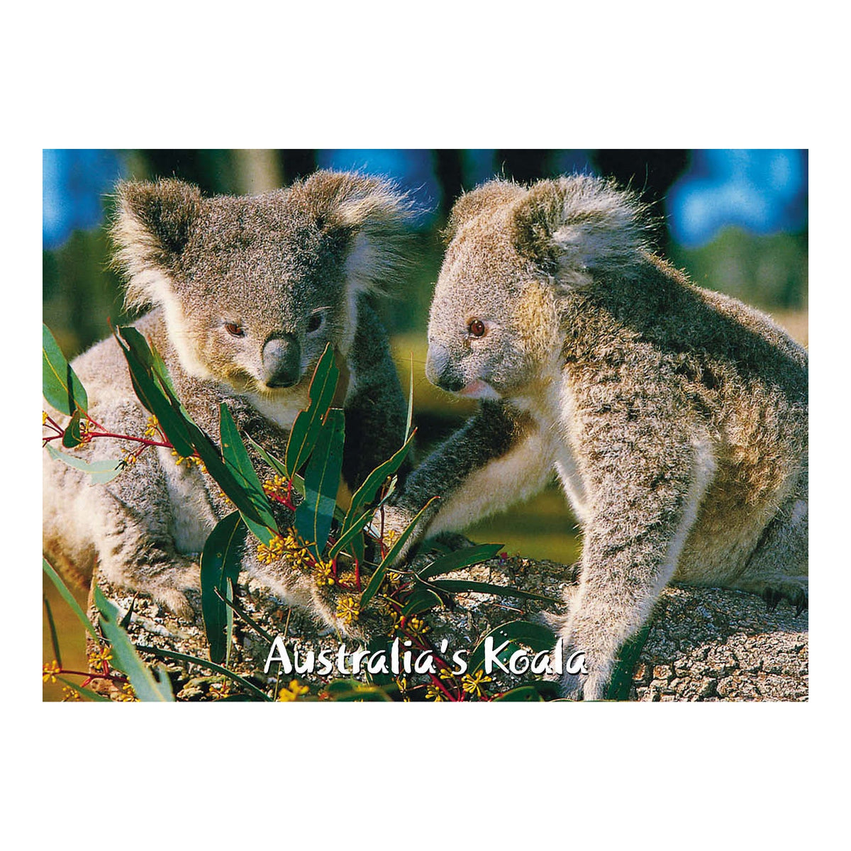 Pair of Koalas - Metal Magnet