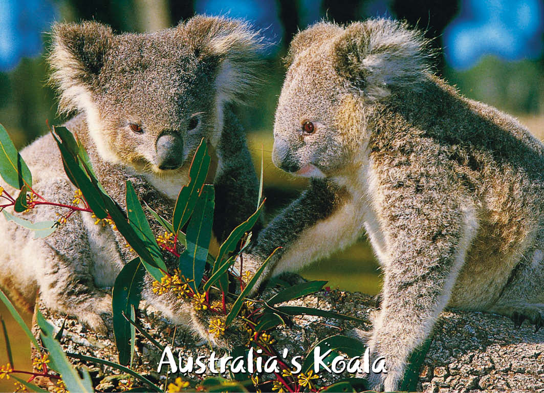 australian souvenir magnet