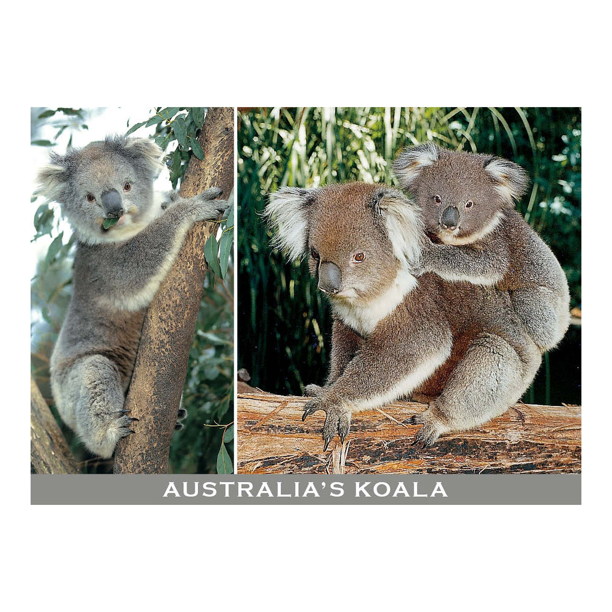 Australia's Koala 2 scene - Metal Magnet