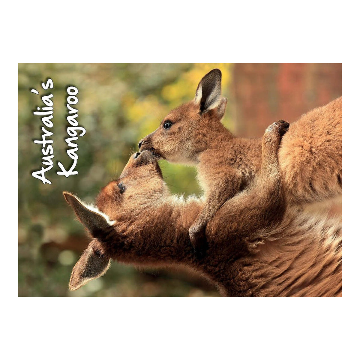 Kangaroos hugging - Metal Magnet