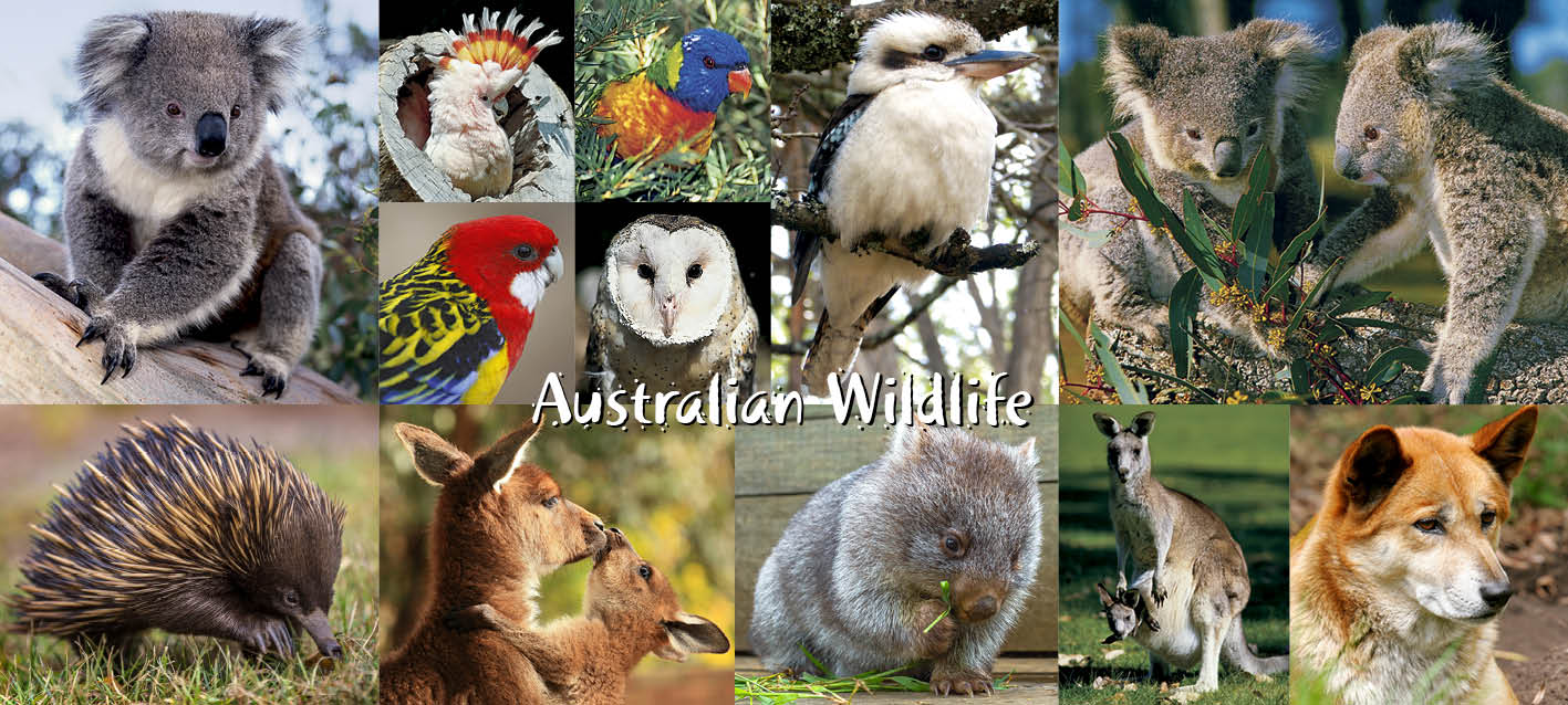 wholesale souvenirs australia