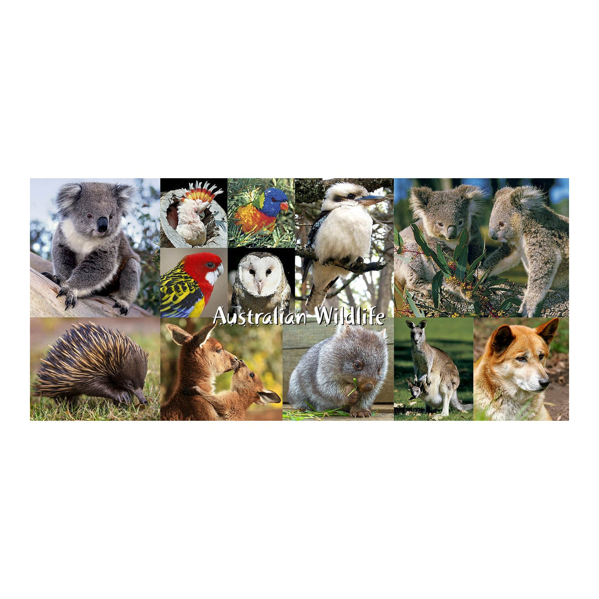 Wildlife - Pano Metal Magnet