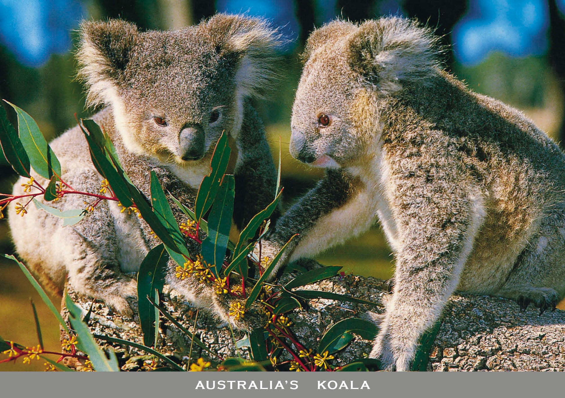 continental postcard