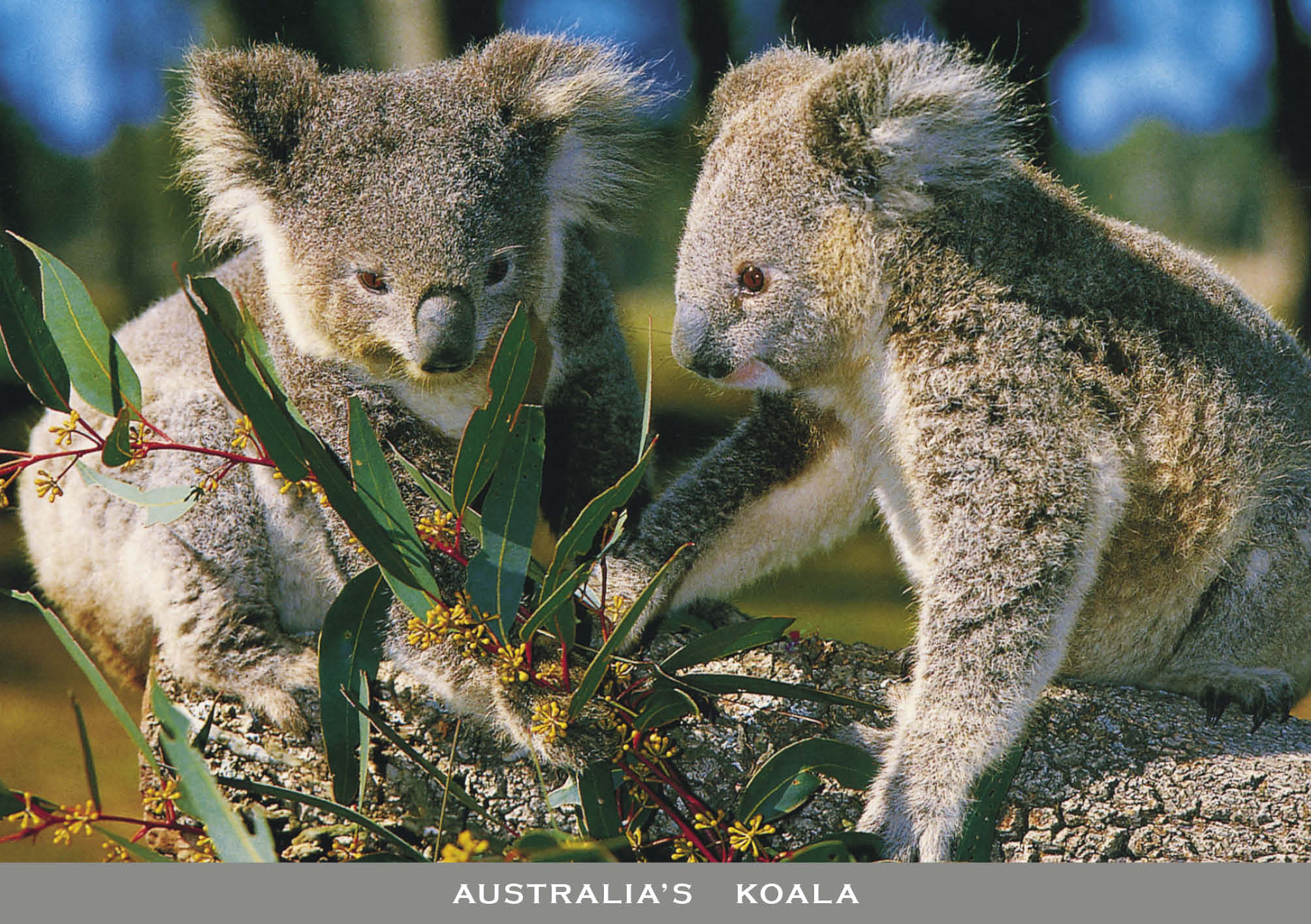 continental postcard