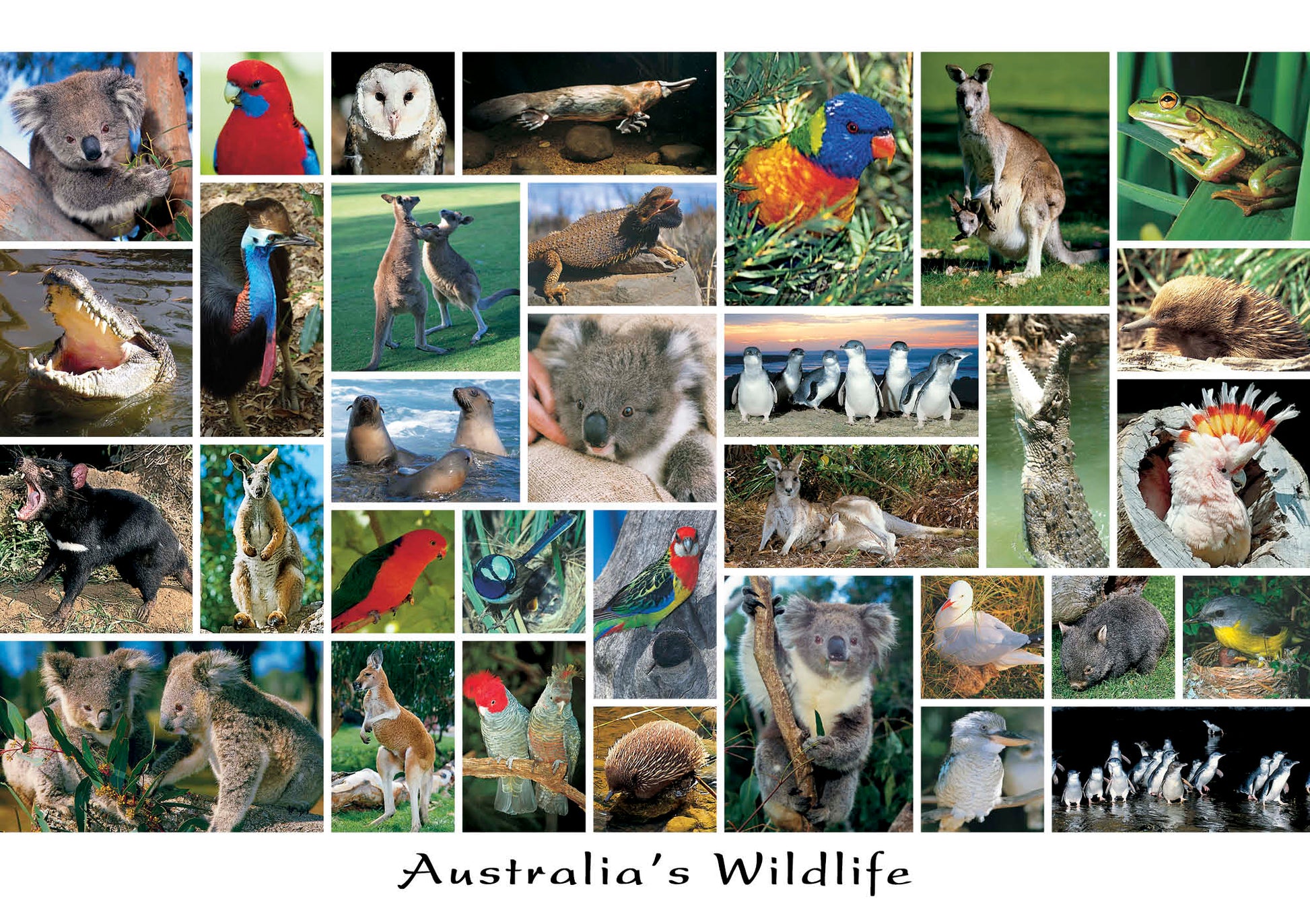 australian souvenirs
