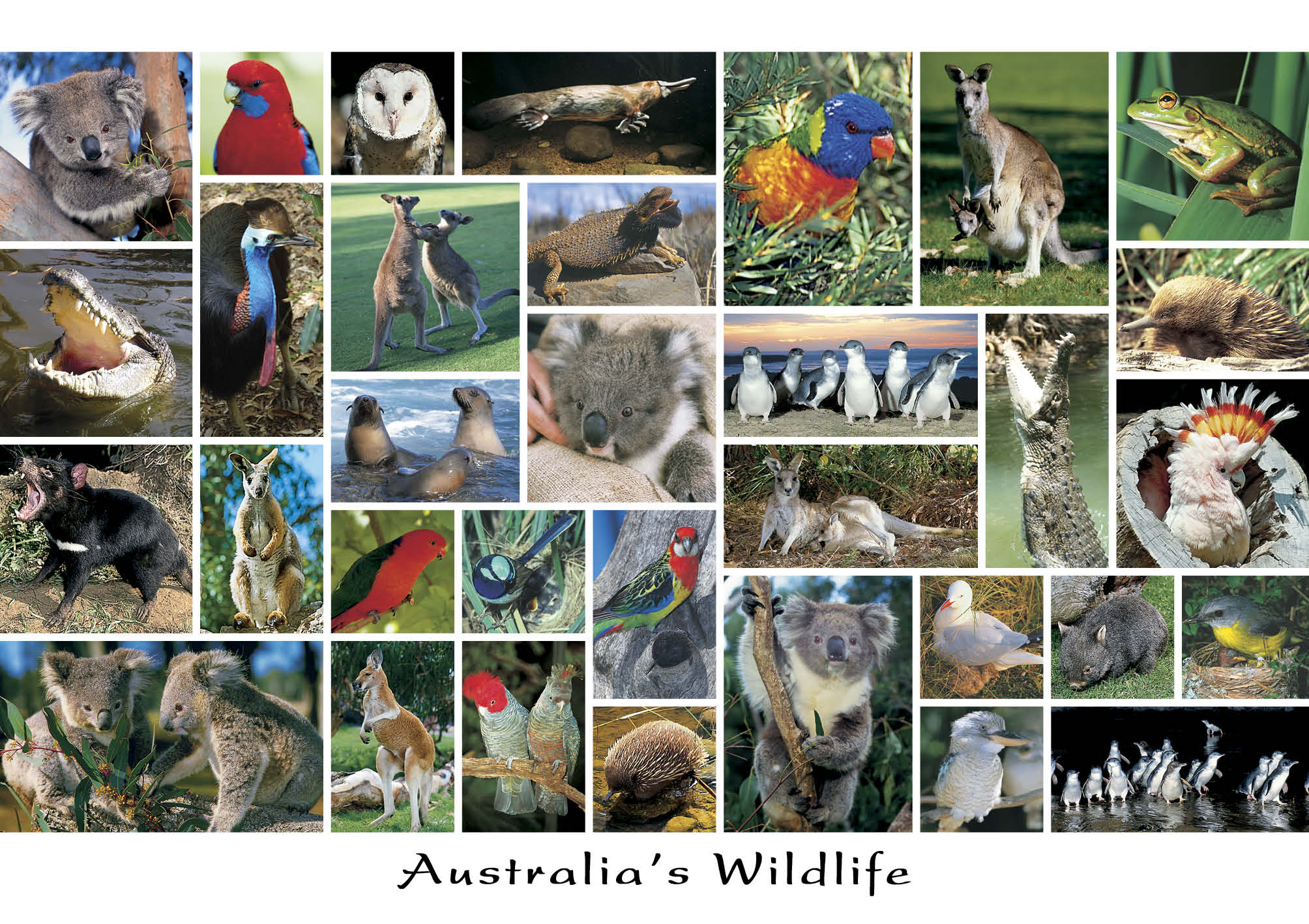 australian souvenirs