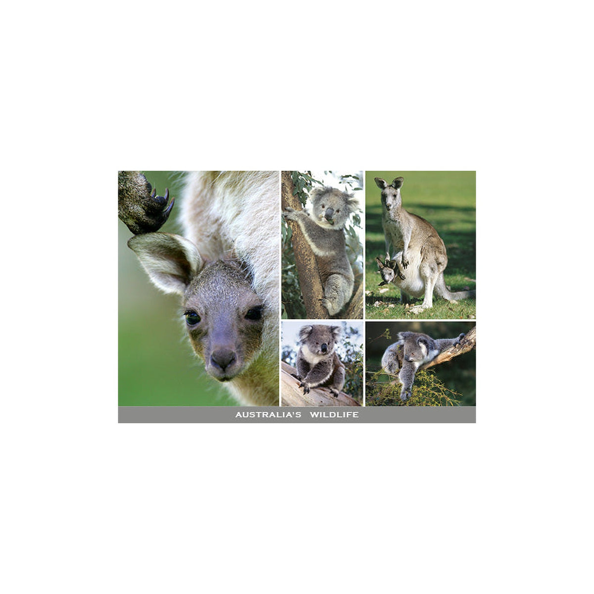 Koalas & Kangaroos - Continental Postcard