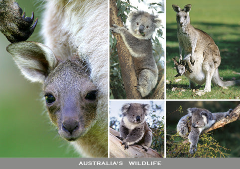 Koalas & Kangaroos - Continental Postcard