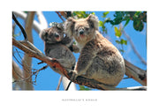 Australia's Koala - CF Postcard