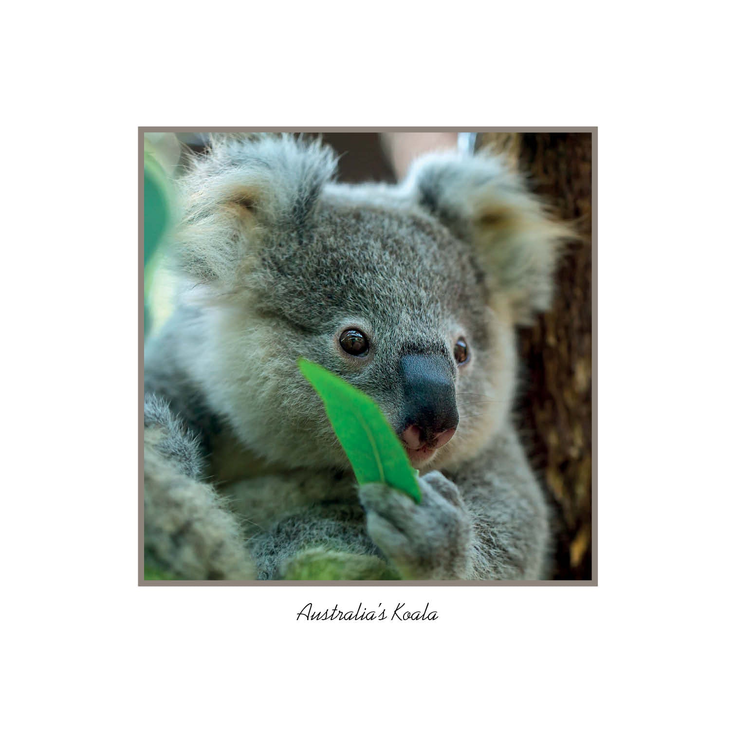 framer postcard