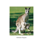 Australia's Kangaroo - Square Framer Postcard