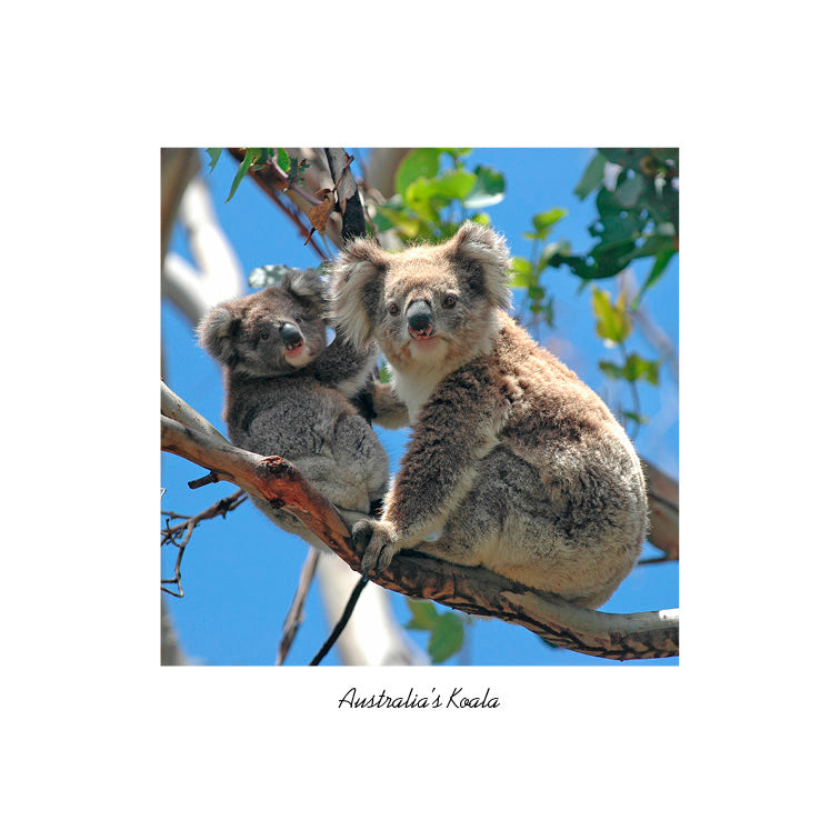 Australia's Koala - Square Framer Postcard