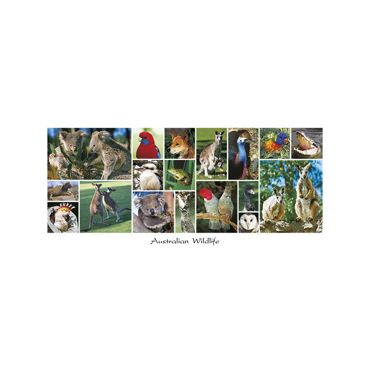 Australian Wildlife Multi- Panoramic Postcard