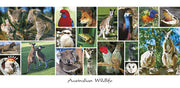 Australian Wildlife Multi- Panoramic Postcard