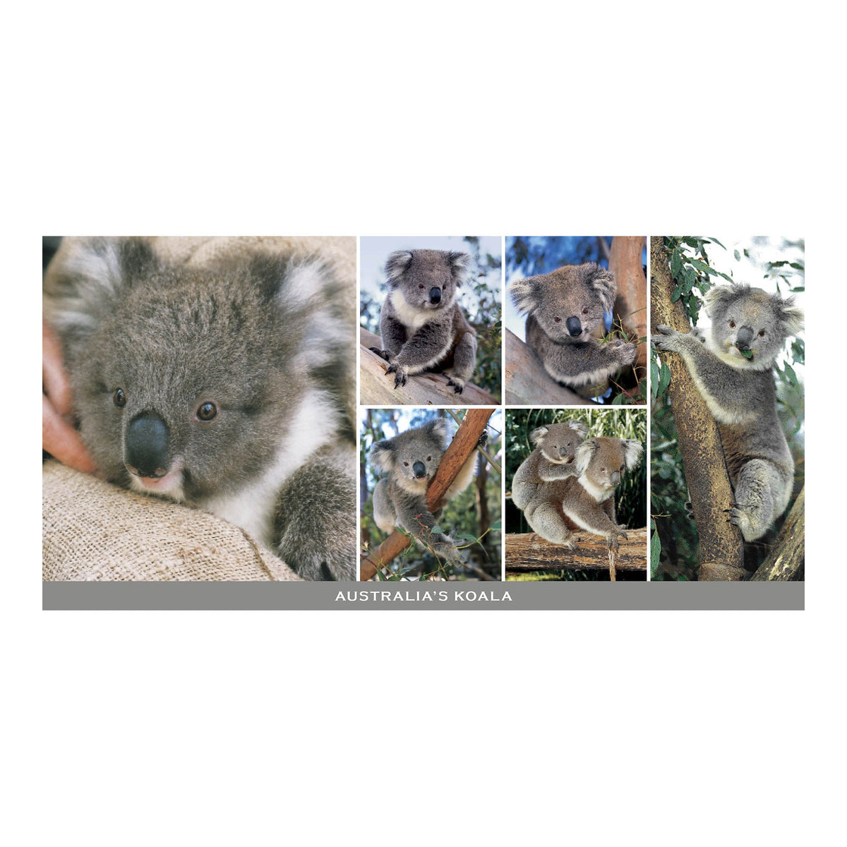 Koala 6 scene - Panoramic Postcard