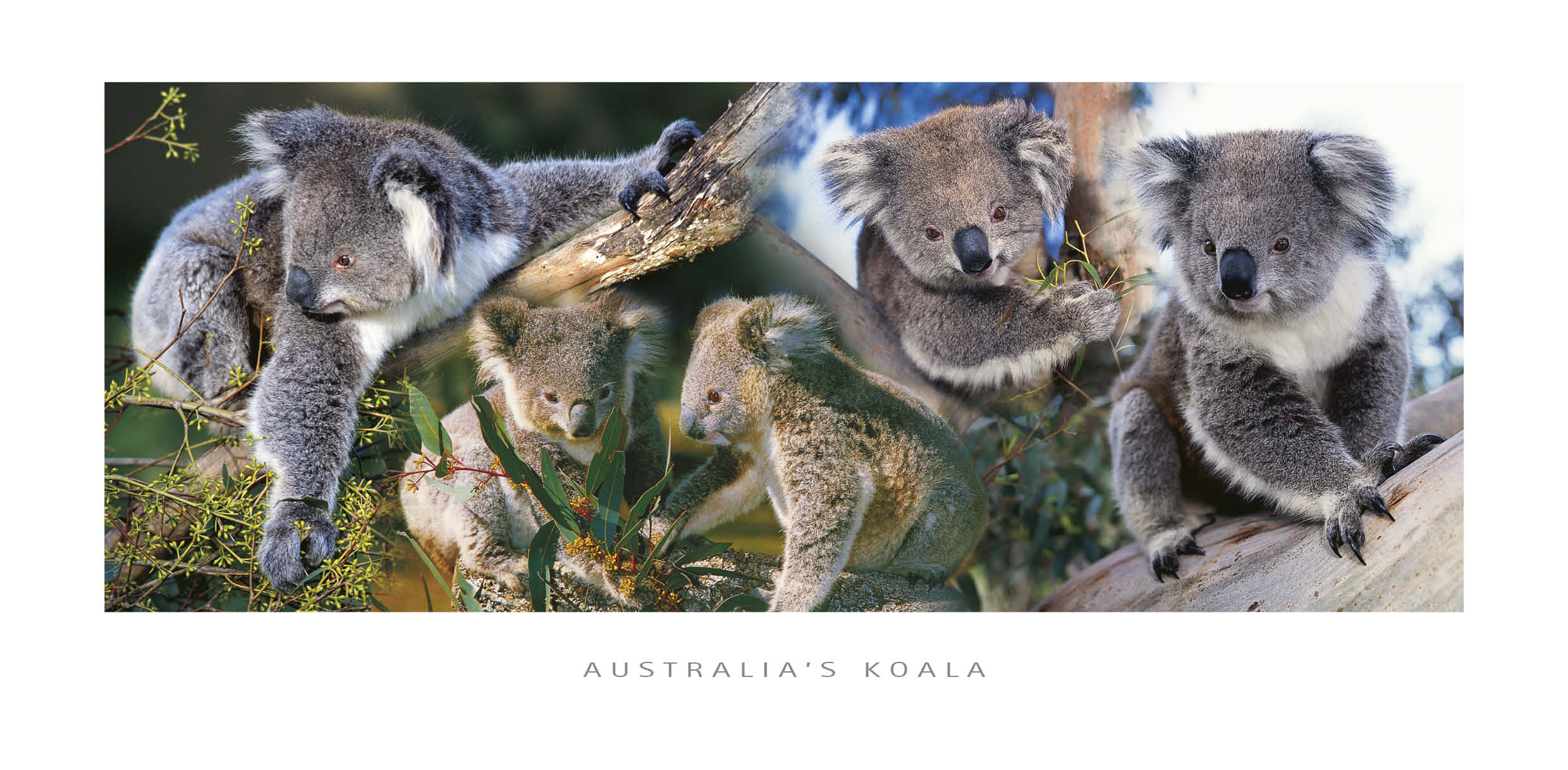 panoramic postcard