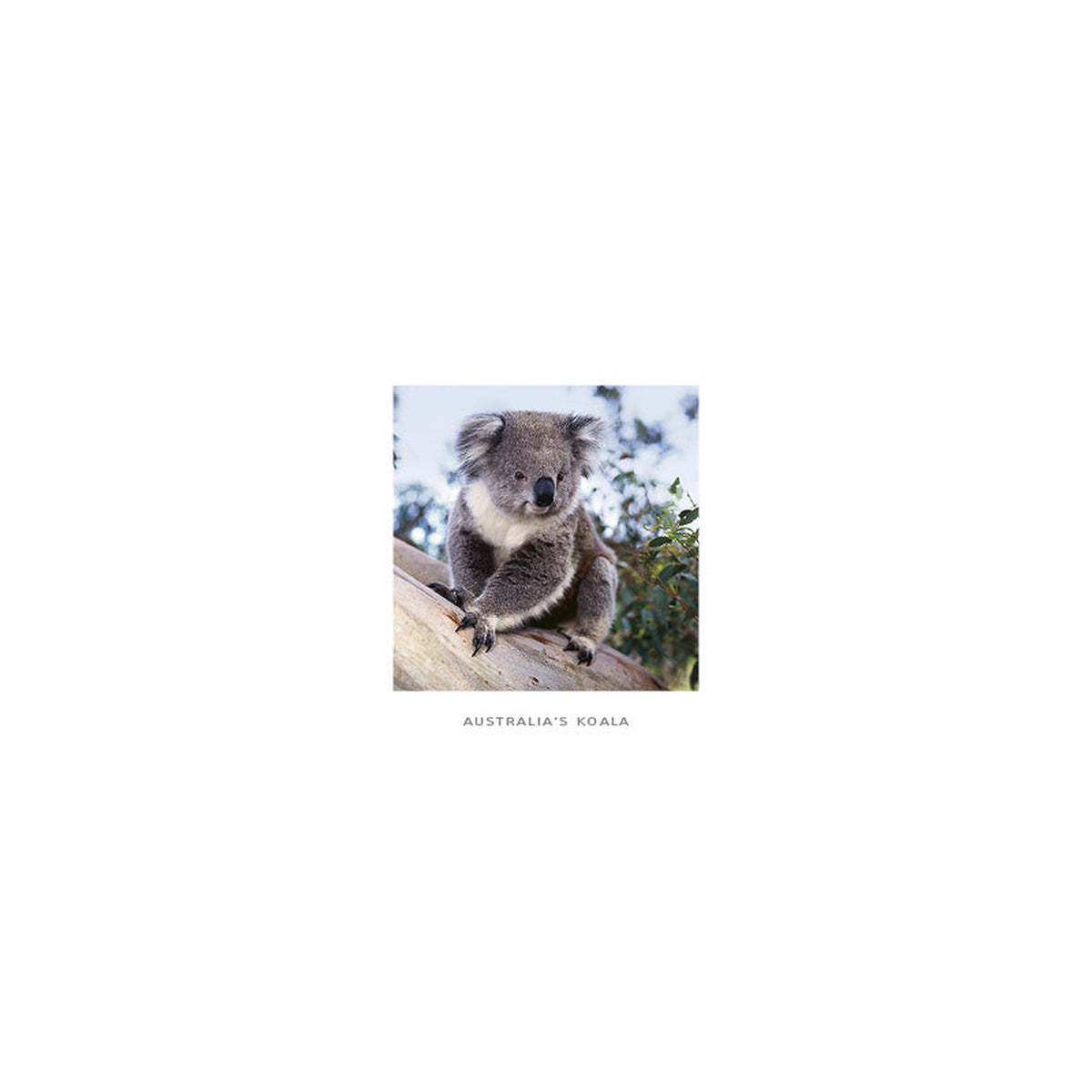 Single Koala - Square Framer Postcard