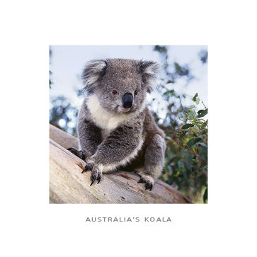 Single Koala - Square Framer Postcard