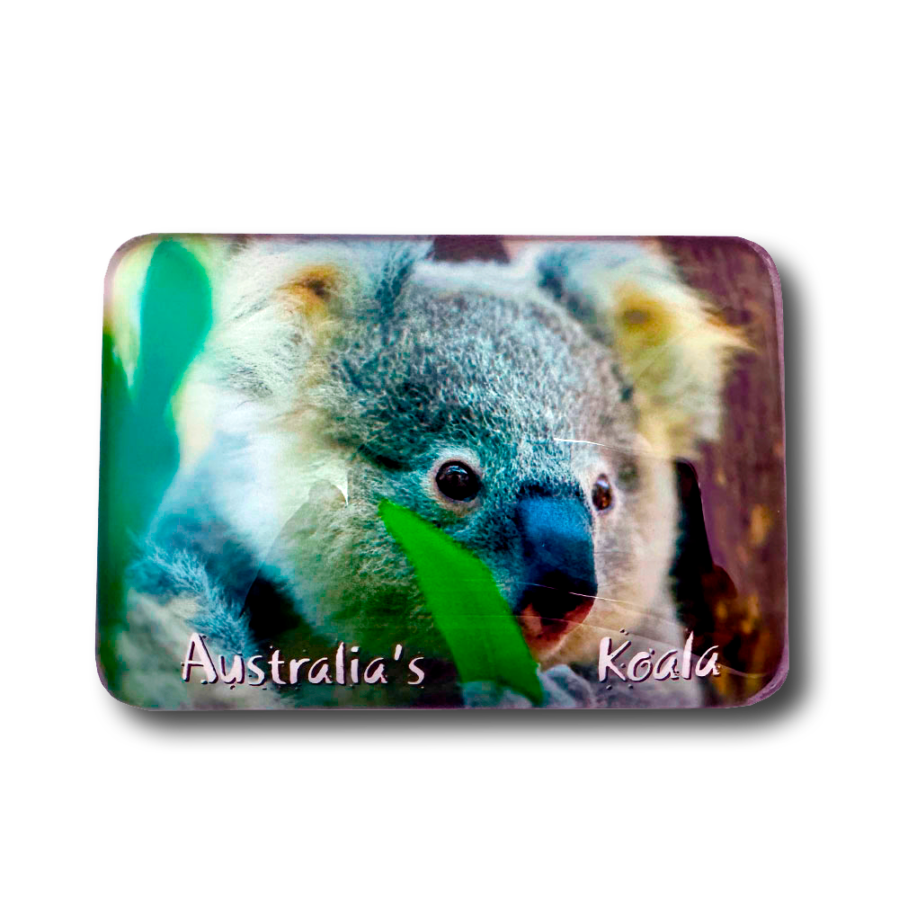 Koala eating - Glass Magnet