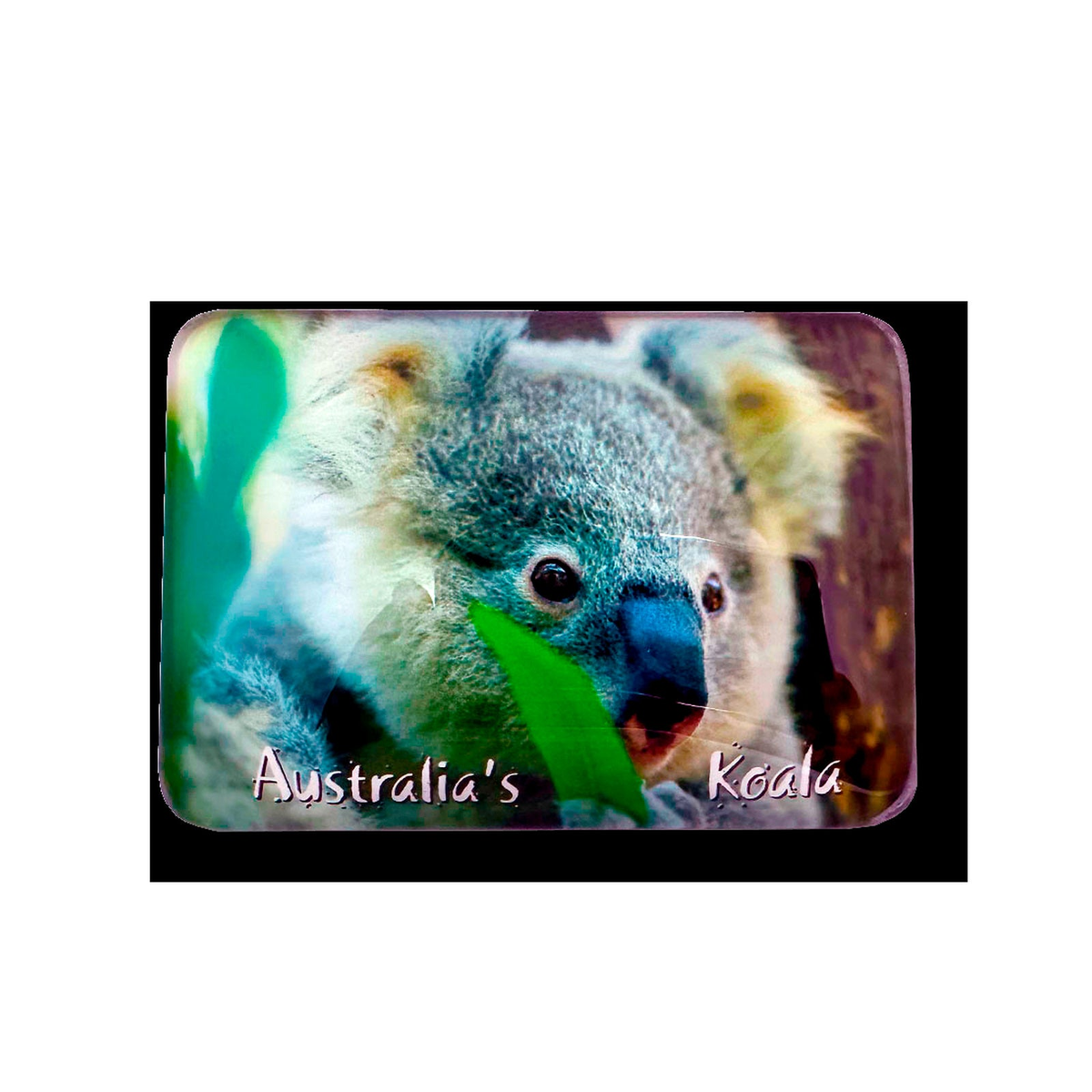 Koala eating - Glass Magnet