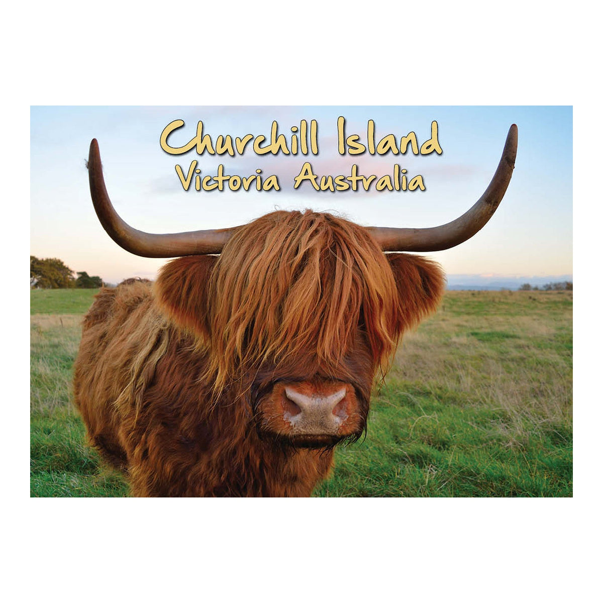 Churchill Island Highland cattle - Metal Magnet