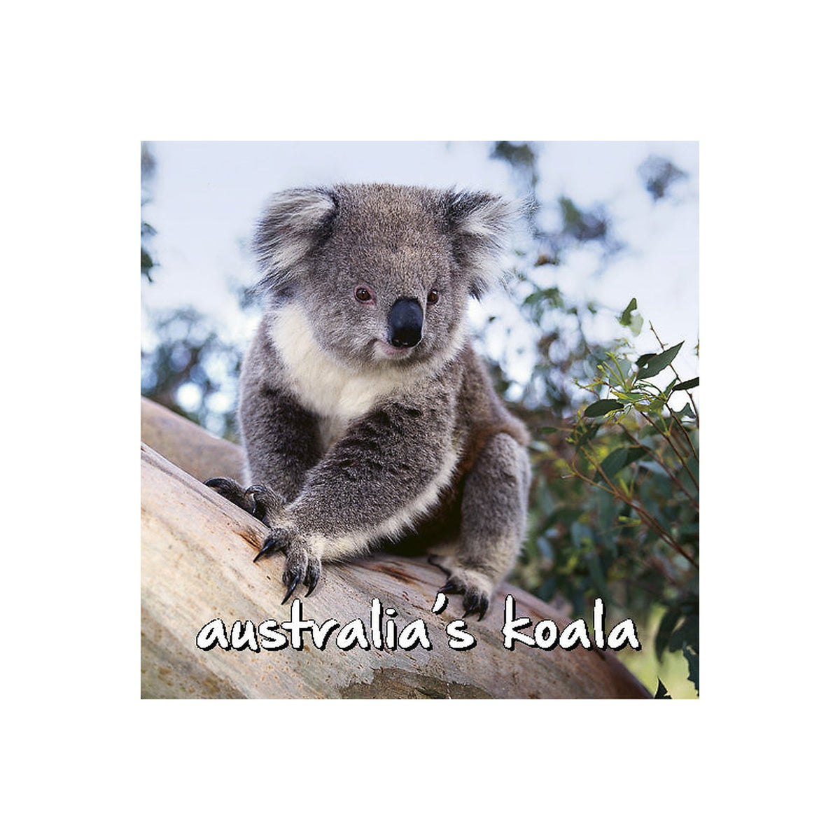 Single Koala - Magnetic Noteclip
