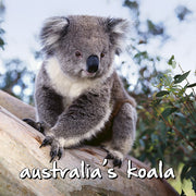 Single Koala - Magnetic Noteclip
