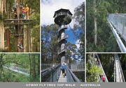 Otway Fly - 5 Scene - Continental Postcard