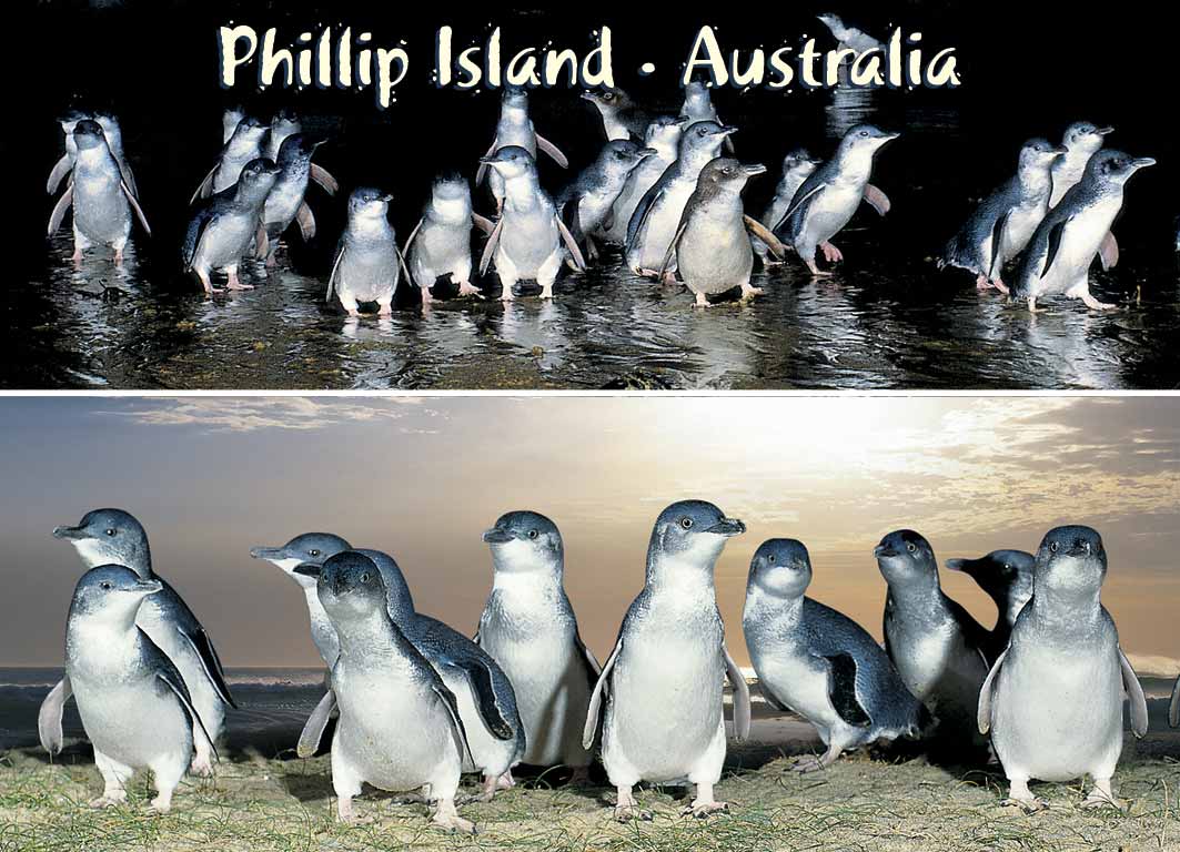 Penguins 2 scene Night & Dawn - Metal Magnet