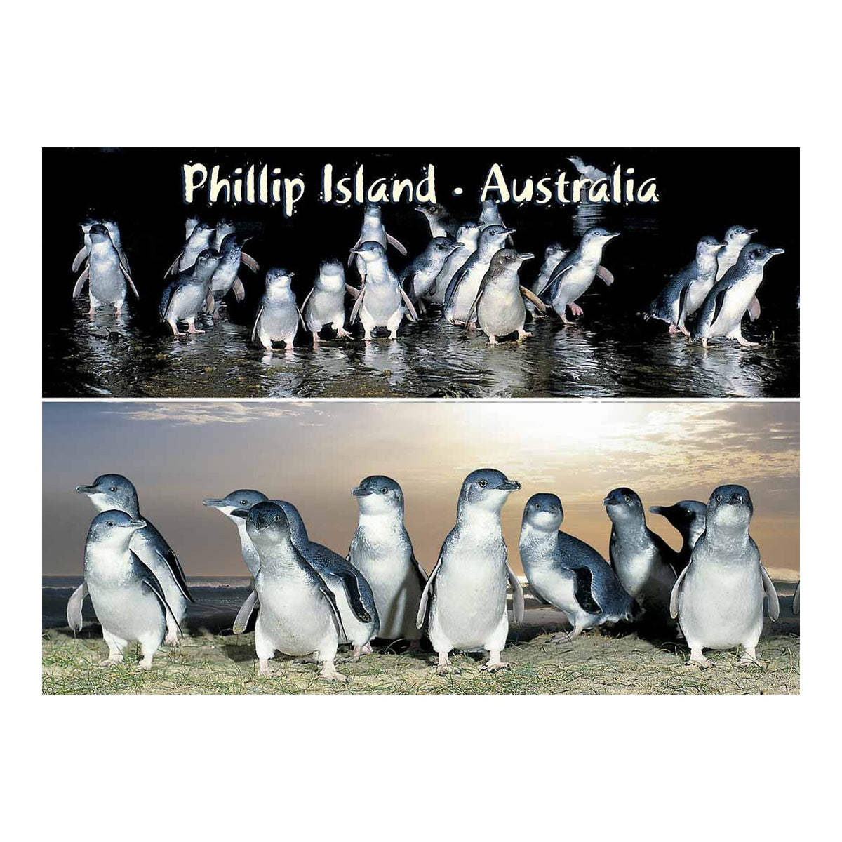 Penguins 2 scene Night & Dawn - Metal Magnet