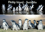 Penguins 2 scene Night & Dawn - Metal Magnet