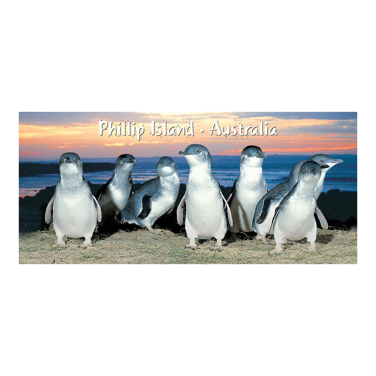 Sunset Penguin - Pano Metal Magnet
