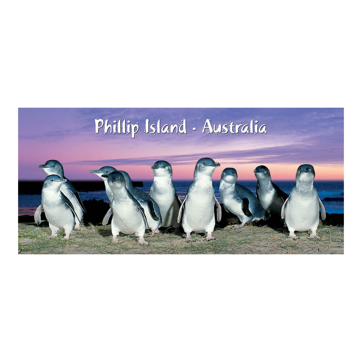 Purple Penguin - Pano Metal Magnet