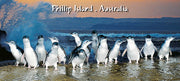Penguins on Rocks - Pano Metal Magnet