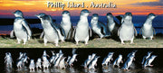 Penguins 2 Scene - Pano Metal Magnet
