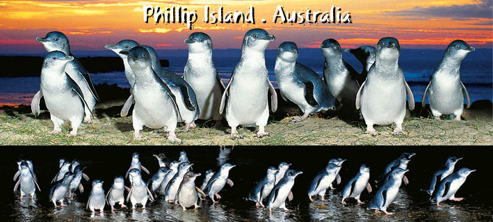 Penguins 2 Scene - Pano Metal Magnet