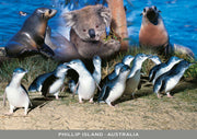 australian souvenirs