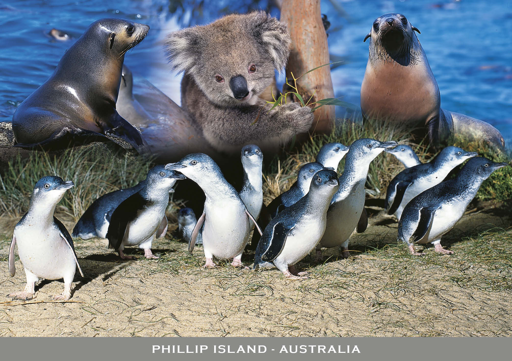 australian souvenirs