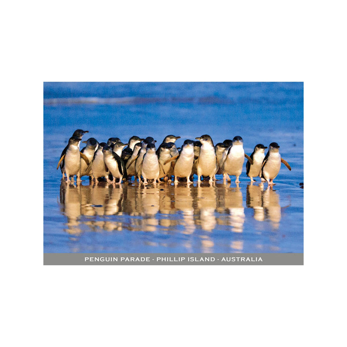 Penguin Parade - Reflections - Continental Postcard