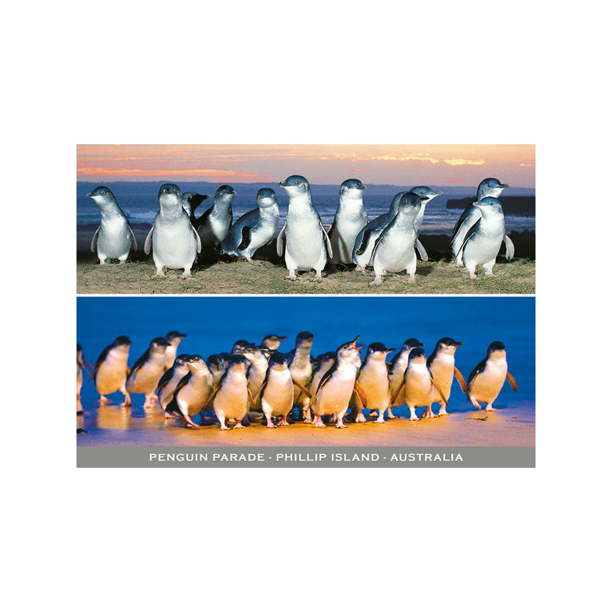 Penguins Scene - Continental Postcard