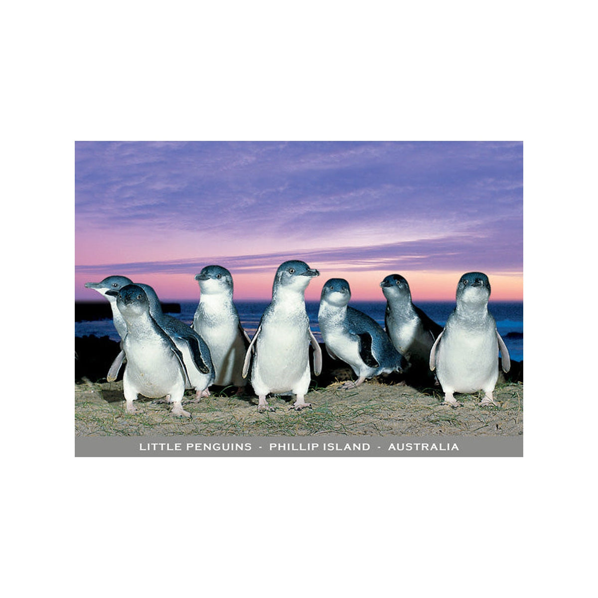 Penguin Parade Purple - Continental Postcard