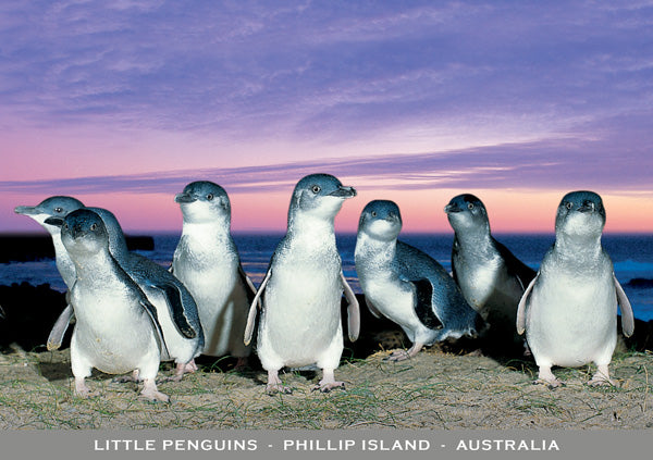 penguins