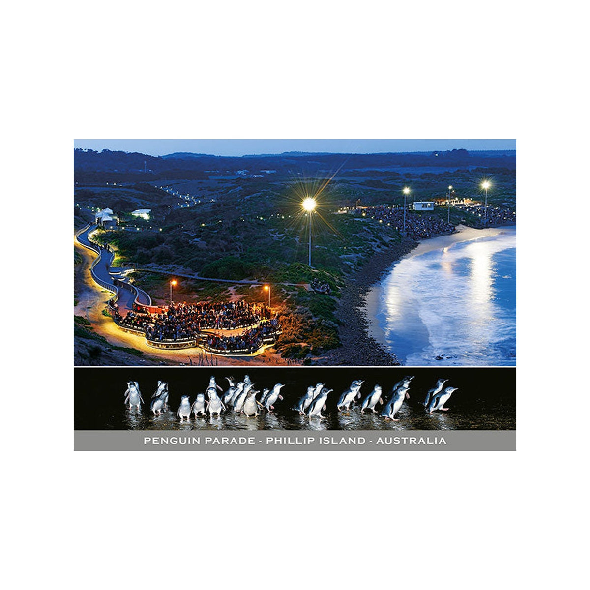 Penguin Parade - Aerial - Continental Postcard