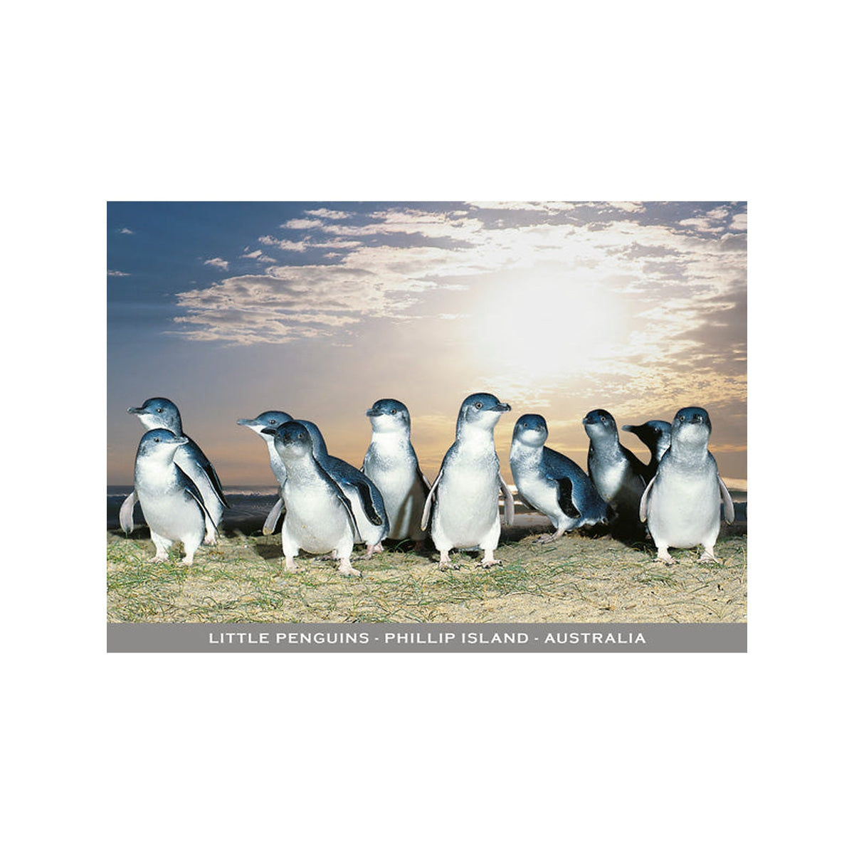 Penguin Parade - Dawn Continental Postcard