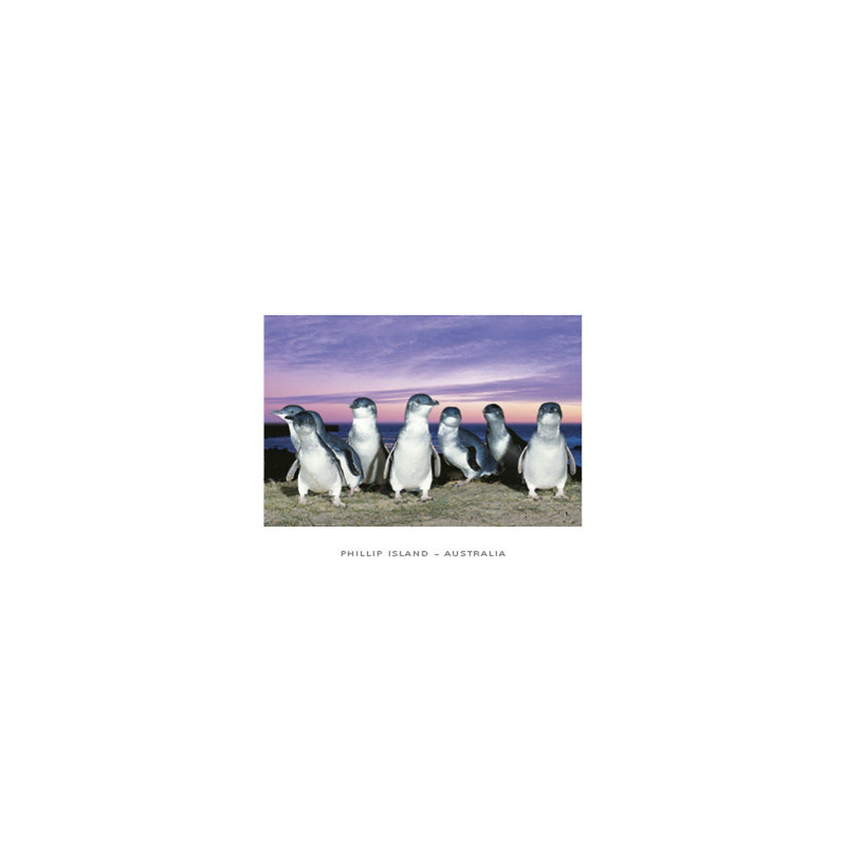 Penguins Purple Sky - CF Postcard