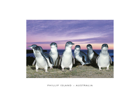 Penguins Purple Sky - CF Postcard