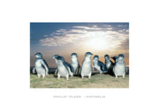 Penguins Silver Sky - CF Postcard