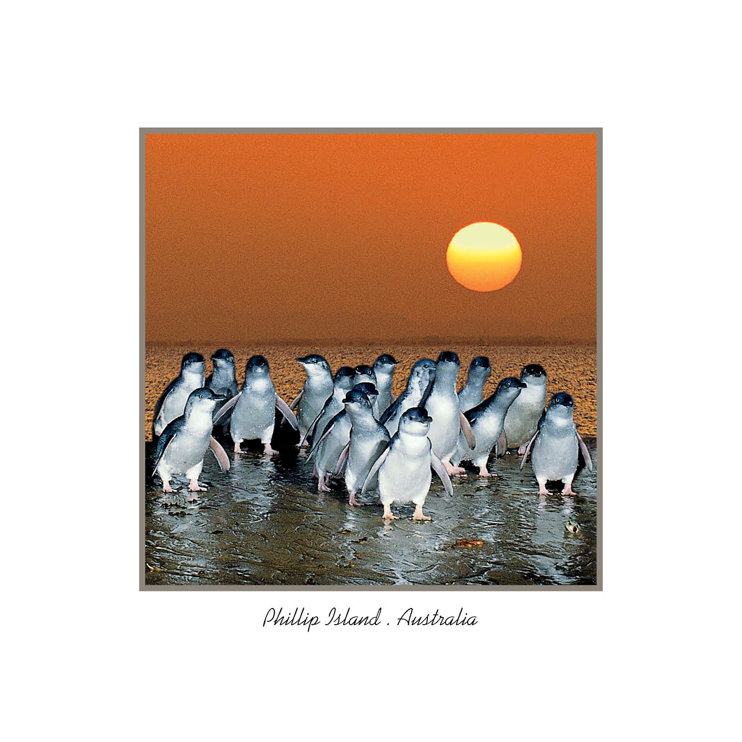 framer postcard