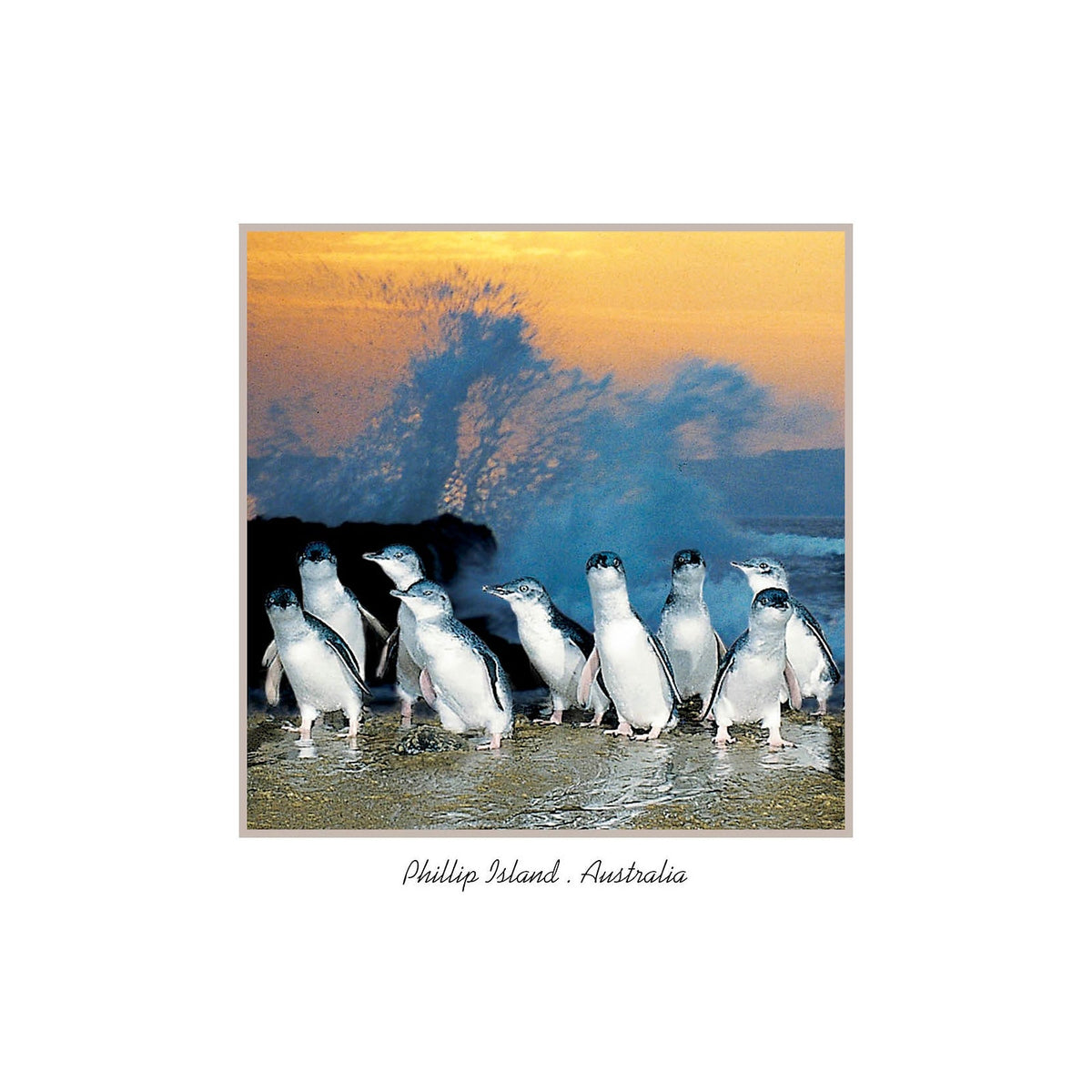 Penguin rocks - Square Framer Postcard