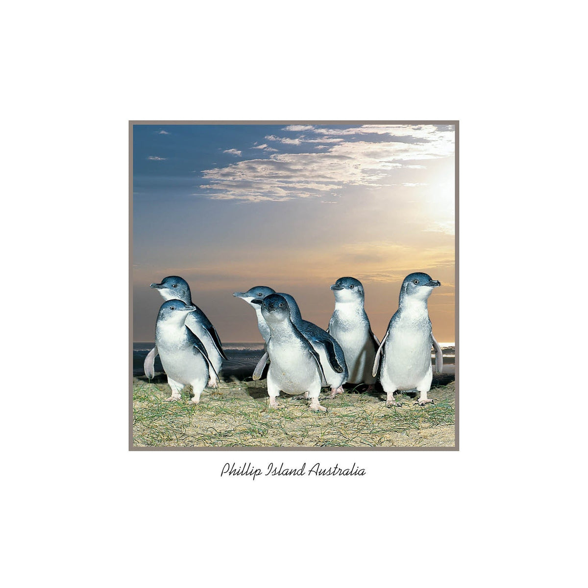 Penguins at dawn - Square Framer Postcard